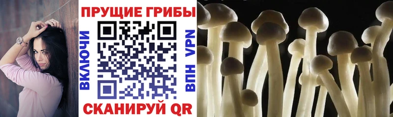 Галлюциногенные грибы GOLDEN TEACHER  Купить где  Вихоревка 